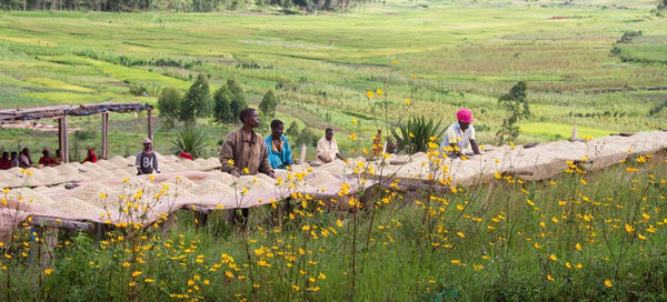 New Coffee Release - Burundi Nyagishiru Natural - Messenger Coffee
