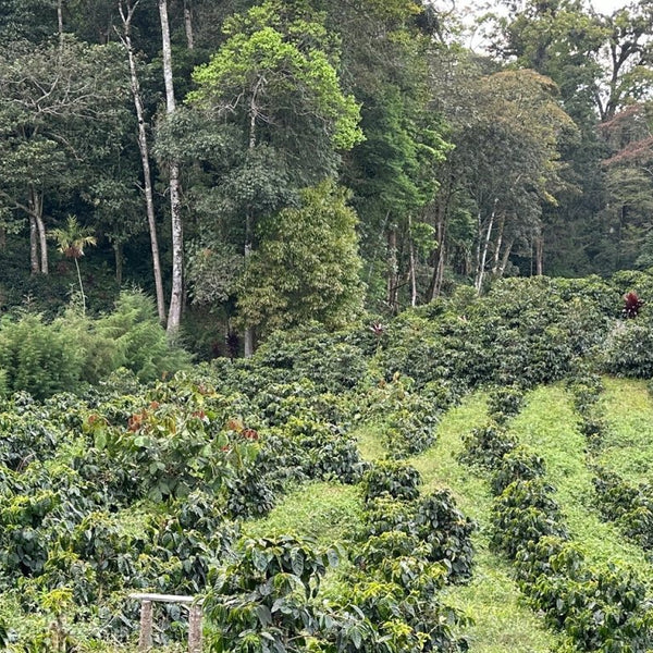 Meet the Producer Angel Arturo Paz - Messenger Coffee