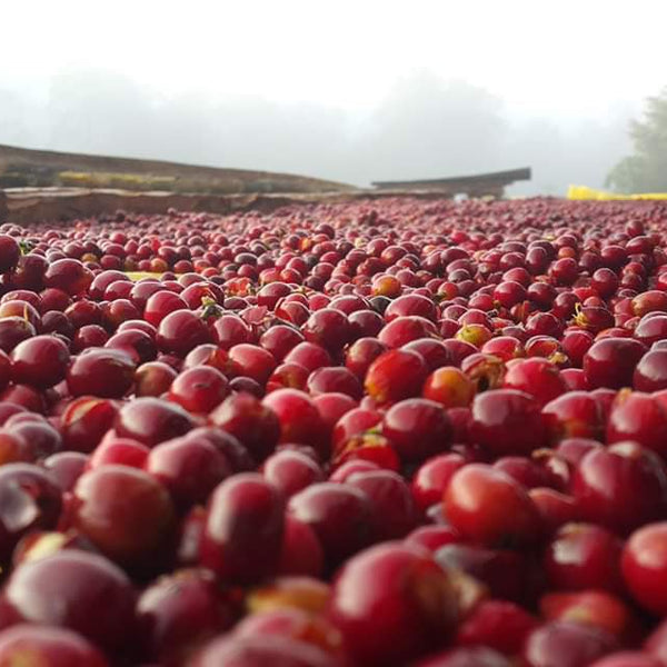 New Coffee Release: Ethiopia Reko Onancho - Messenger Coffee