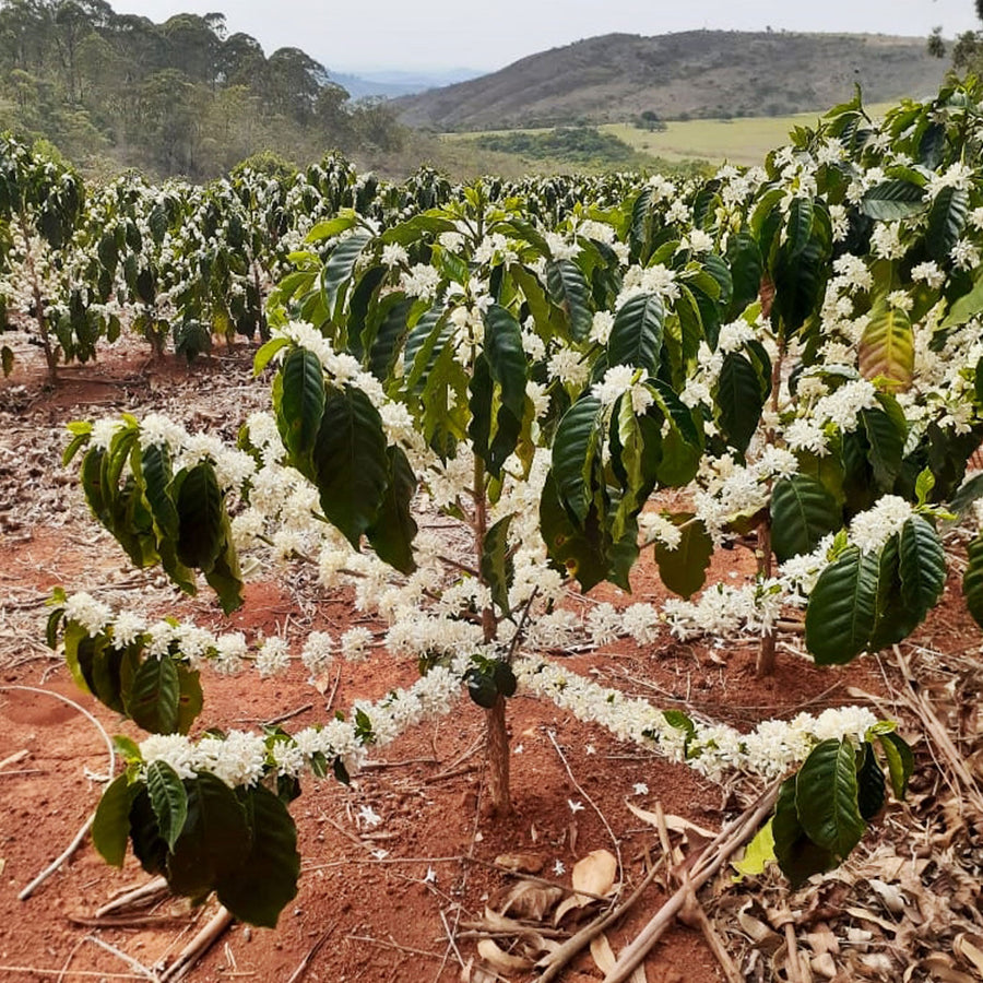 Fazenda Chapadão