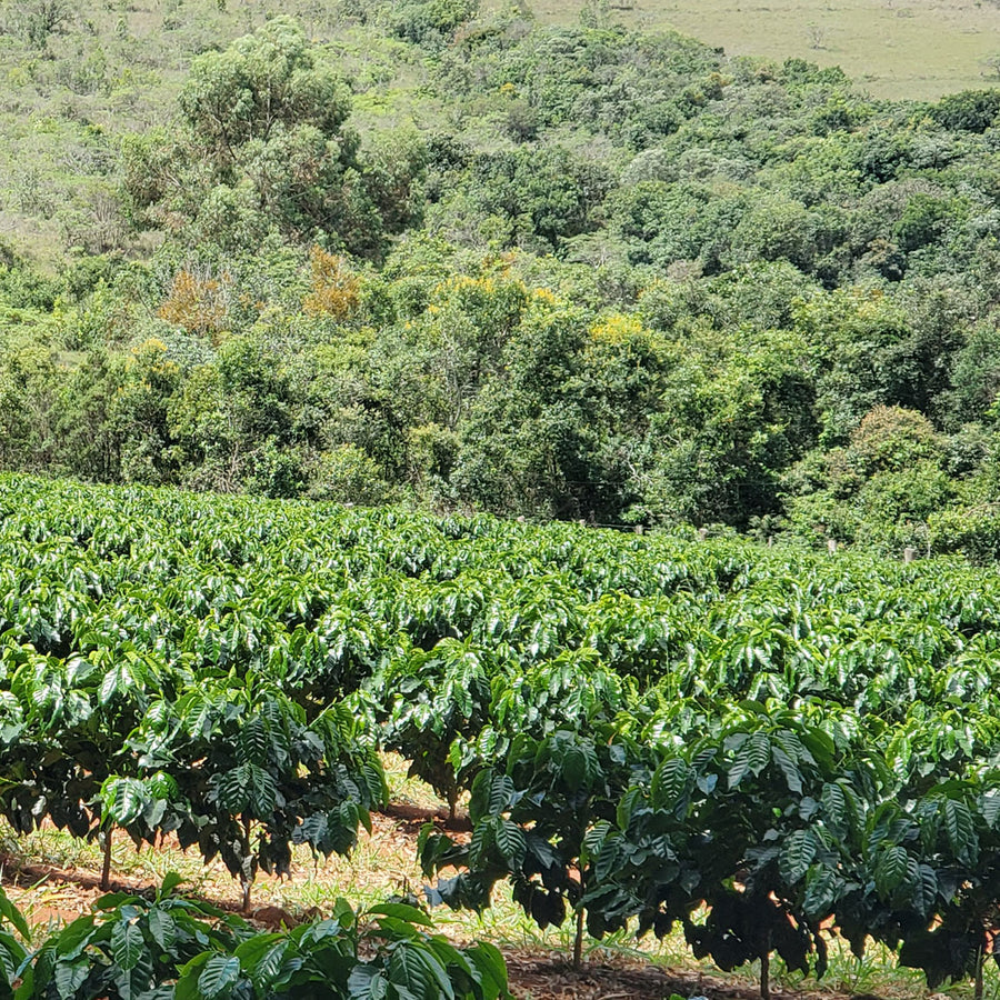 Fazenda Chapadão